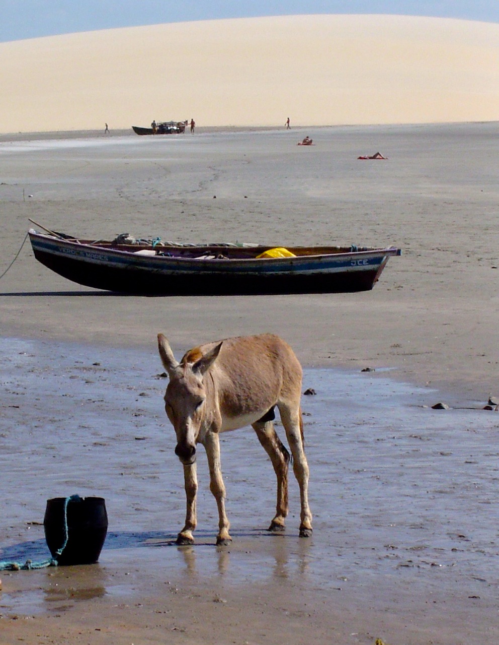 donkey on th main beach of jericoacoara